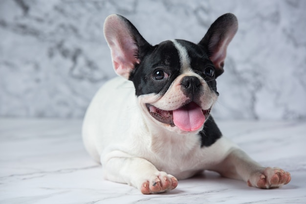 French Bulldog Dog Breeds White Polka Dot Black On Marble.