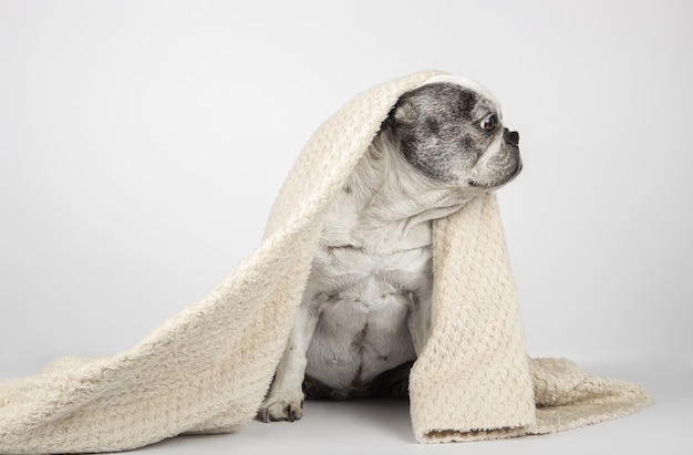 Free Photo french bulldog wrapped in blanket sitting and looking off to the side on a white background