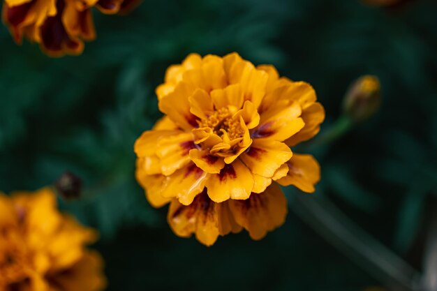 French marigold Tagetes patula close up macro shot