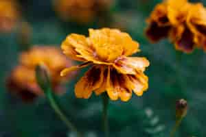 Free photo french marigold tagetes patula close up macro shot