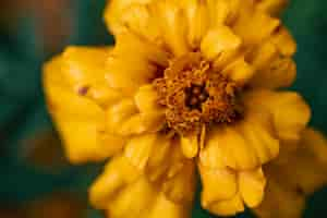 Free photo french marigold tagetes patula closeup macro shot