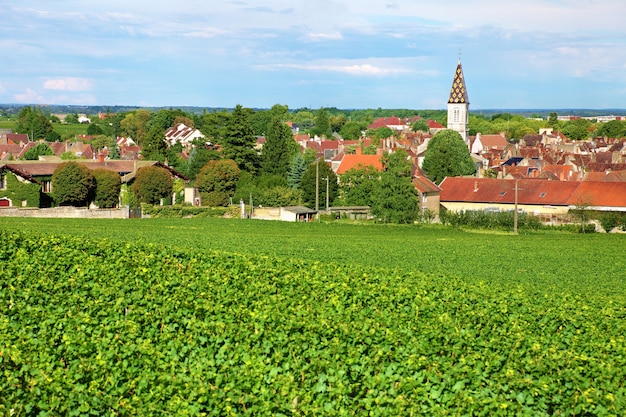 Free photo french vineyard