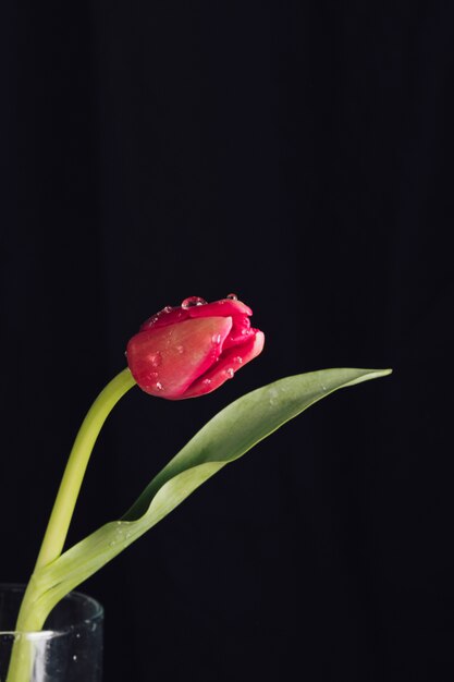 Fresh aromatic red flower with green leaves in dew in vase