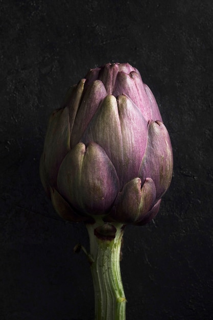 Fresh artichoke extreme close up