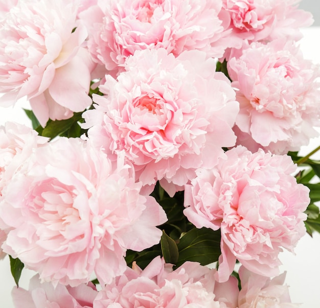 Fresh beautiful peony flowers