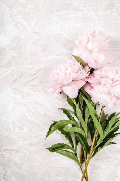 Free Photo fresh beautiful peony flowers