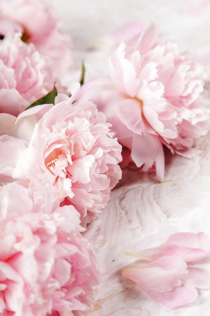 Fresh beautiful peony flowers