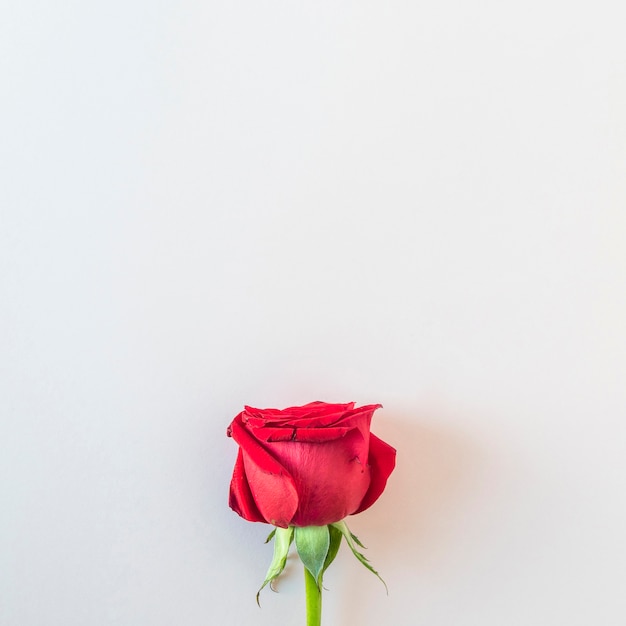 Free photo fresh beautiful red rose