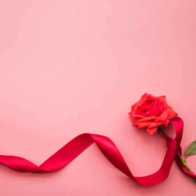 Fresh beautiful rose tied with red satin ribbon on pink background