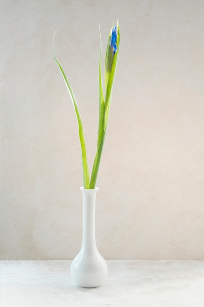 Fresh blue flower in narrow vase