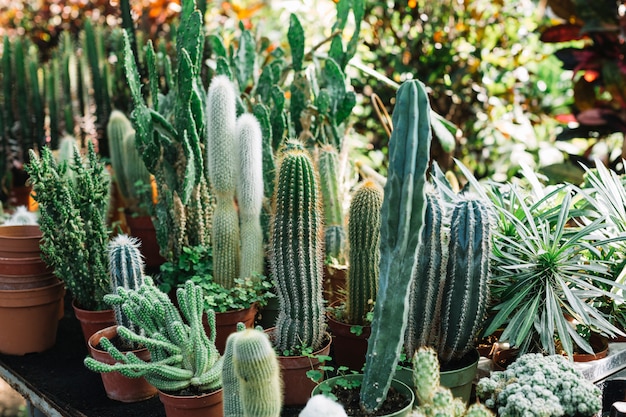 Free photo fresh cactus plants growing in greenhouse