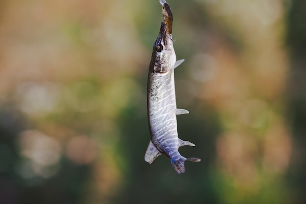 Free photo fresh caught fish on blur background