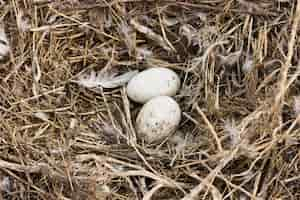 Free photo fresh eggs in hay from chickens at farm