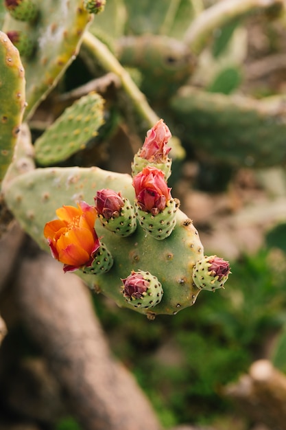 Fresh flower growing on cactus