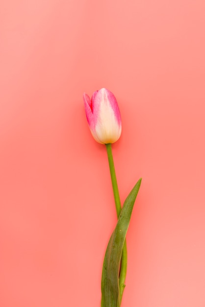 Free photo fresh fragile pink and white tulip