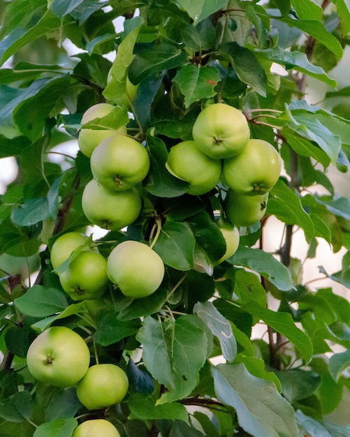 Free photo fresh green apples on the branches of a tree