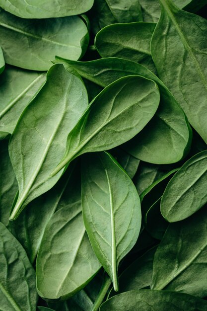 Fresh green baby spinach leaves natural background