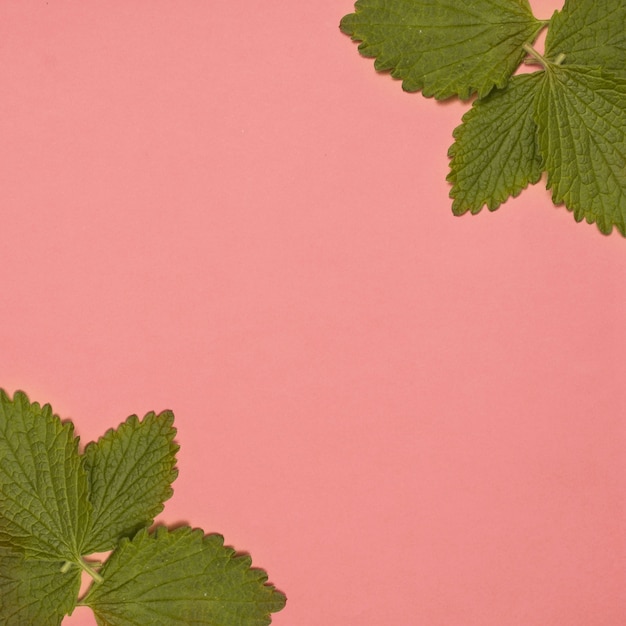 Free Photo fresh green balm mint at corner of the pink background