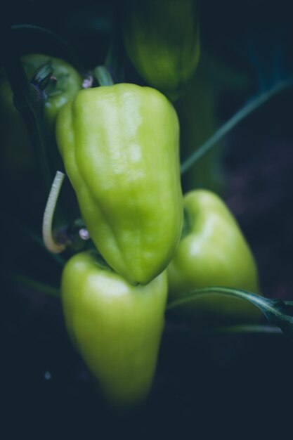 Free photo fresh green bell peper