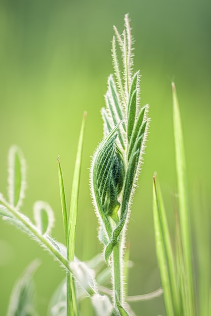 Fresh green grass in a meadow