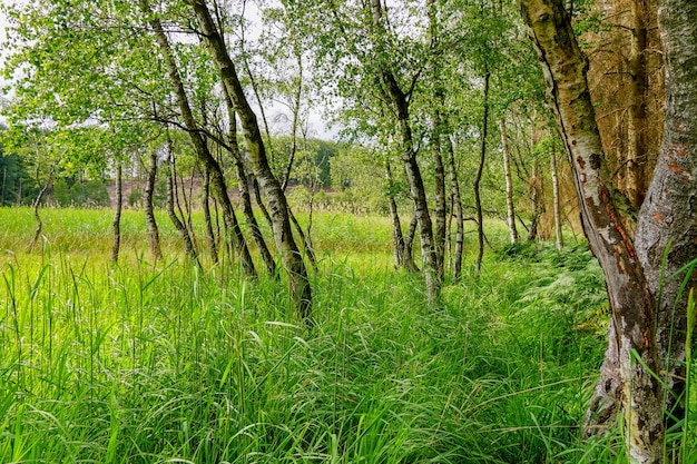 Fresh green grass and small trees in the valley