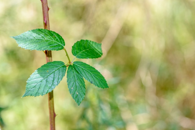 Fresh green leaves on blurred natual background.