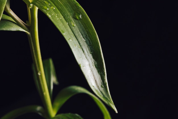 Fresh green leaves in dew