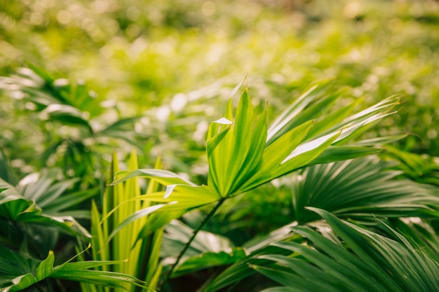 Fresh green leaves in the garden