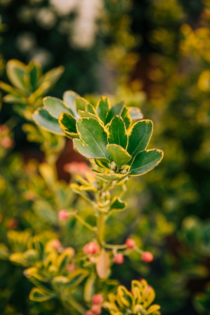 Free photo fresh green leaves of plant in the garden