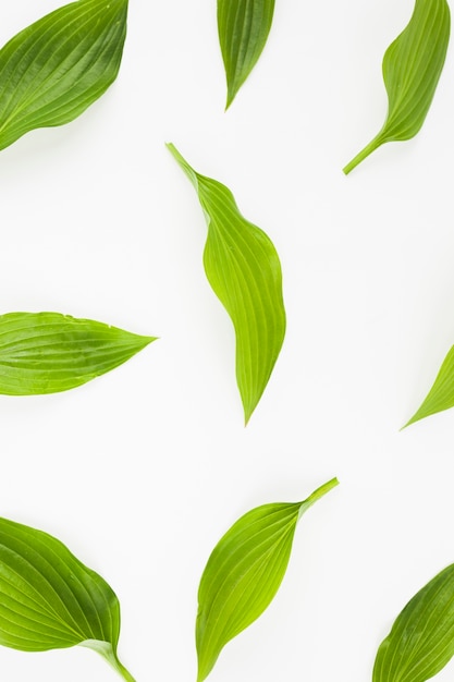 Fresh green leaves on white background