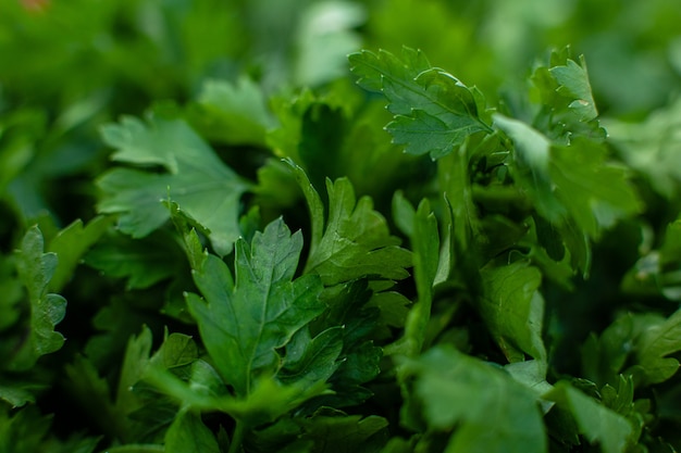 Fresh green parsley grass