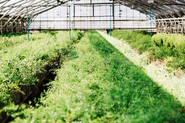 Free photo fresh green plants growing in greenhouse