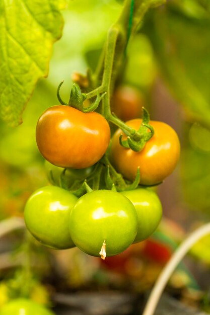 Fresh green tomatoes at the greenhouse