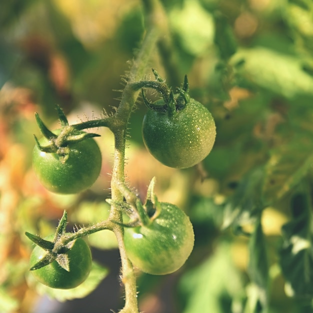 Fresh green tomatoes plants. Flowering tomato.