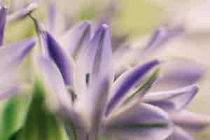 Free photo fresh ithuriel spear blooming in field