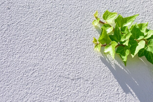 Fresh ivy green leaves climbing on white textured wall background.