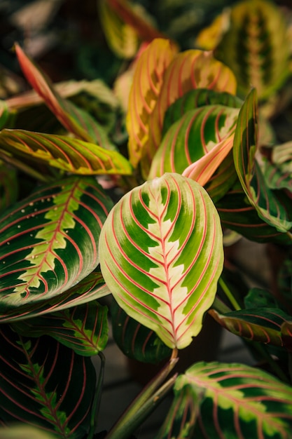 Fresh leaves for natural background texture