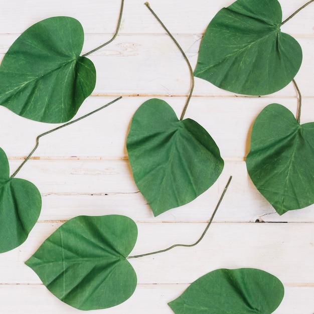 Fresh leaves on wooden table