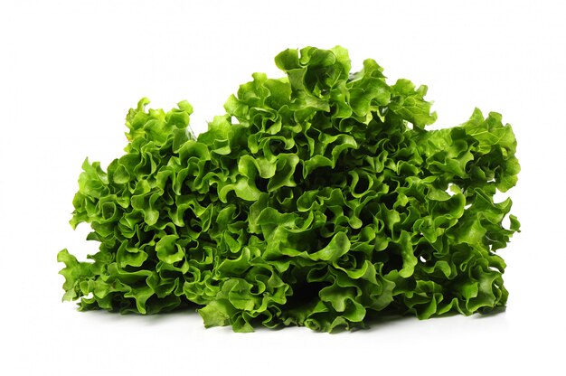 fresh lettuce isolated