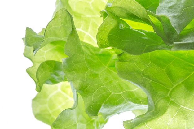 Fresh Lettuce one leaf isolated on white background. Close-up. Still life. Pattern, backlit