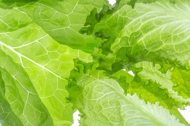 Fresh Lettuce one leaf isolated on white background. Close-up. Still life. Pattern, backlit