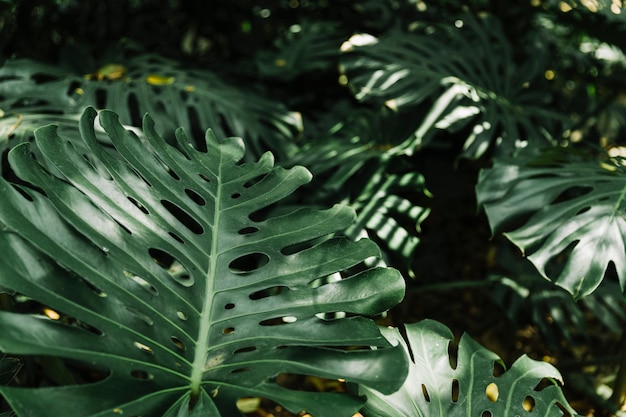 Fresh monstera leaves