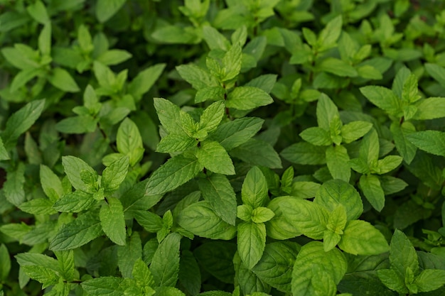 Free photo fresh organic mint in the garden.