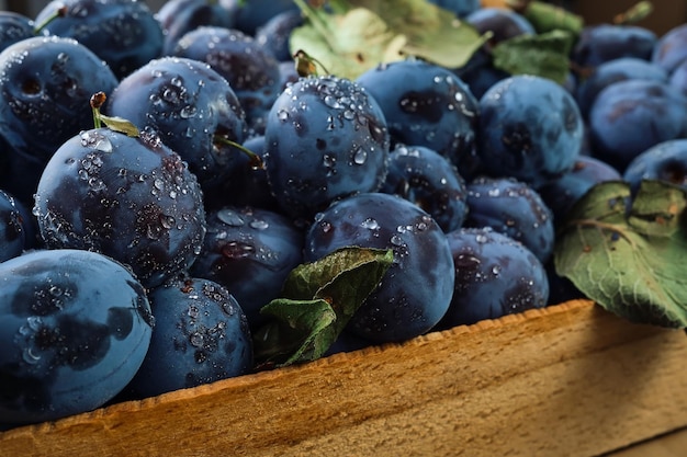 Fresh organic plums in water drops in a wooden box closeup Selective focus shallow depth of field Photo of a beautiful ripe fruit plum harvesting prunes in autumn eco products from the farm