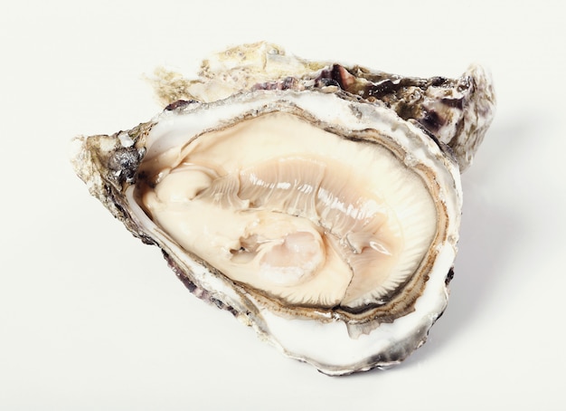 fresh oyster