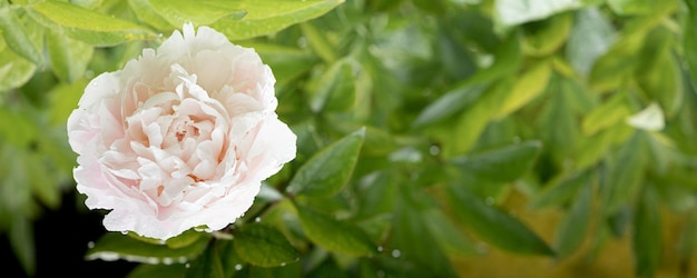 Fresh peonies in the garden