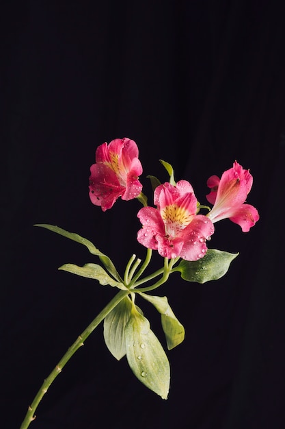 Fresh pink flowers in dew