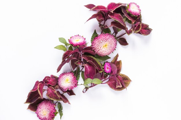 Fresh pink flowers on white surface