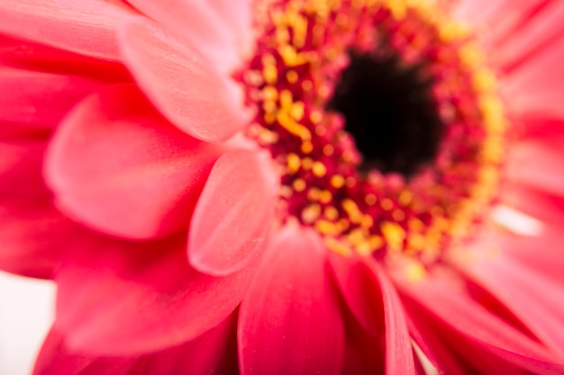 Free photo fresh pink gerbera flower