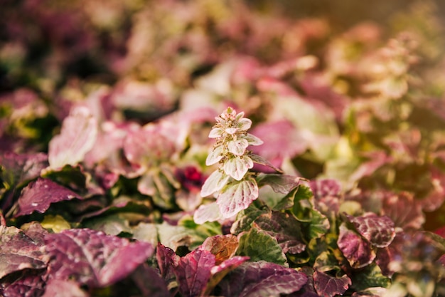 Free photo fresh pink leaves in the garden